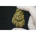 Susz CBG Gorilla Glue