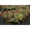 Premafrost Cannabis Spot