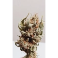 Susz CBG The Whitest Medicuana