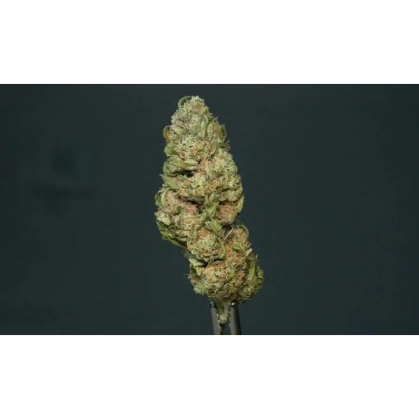 Susz CBG Gorilla Glue