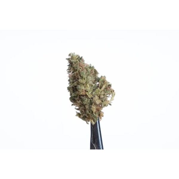 Susz Jack Herer od Cannabis Spot